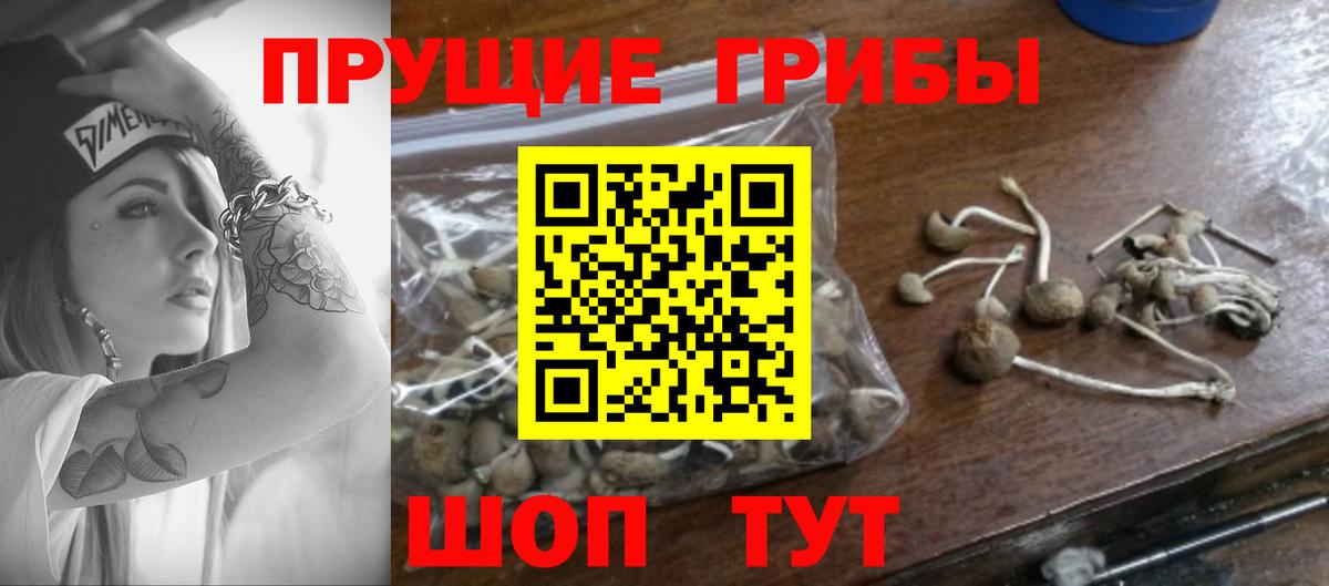 Псилоцибиновые грибы ЛСД  сколько стоит  Выкса  Вход с VPN  Псилоцибиновые грибы Psilocybe 